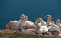 Northern Gannets on Helgoland, Germany Royalty Free Stock Photo