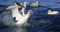Northern gannet diving for fish in the North Sea Royalty Free Stock Photo