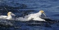 Northern gannet diving for fish in the North Sea Royalty Free Stock Photo