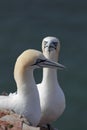 Northern Gannets (Morus bassanus)