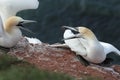 Northern Gannets (Morus bassanus)