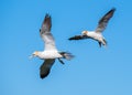 Northern Gannets - Morus bassanus attempting to land, Yorkshire Royalty Free Stock Photo