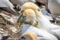 Northern Gannets (Morus bassanus) bringing some herbs for the nest