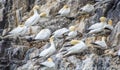 Northern gannets Morus bassanus seabirds at Bass Rock, world`s largest colony of northern Gannets. North Berwick Scotland UK Royalty Free Stock Photo