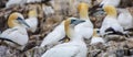 Northern gannets Morus bassanus seabirds at Bass Rock, world`s largest colony of northern Gannets. North Berwick Scotland UK Royalty Free Stock Photo