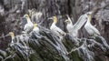 Northern gannets Morus bassanus seabirds at Bass Rock, world`s largest colony of northern Gannets. North Berwick Scotland UK