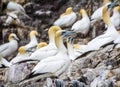 Northern gannets Morus bassanus seabirds at Bass Rock, world`s largest colony of northern Gannets. North Berwick Scotland UK Royalty Free Stock Photo