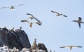 Northern Gannets Morus flying and nesting Sept Iles, Bretagne Royalty Free Stock Photo