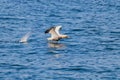 Northern Gannets Morus take offon Sept Iles, Bretagne Royalty Free Stock Photo