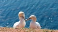 Northern gannets Royalty Free Stock Photo