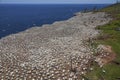 Northern Gannets Rookery on Bonaventure Island