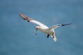 Northern Garnet flying against a blue sky at Bempton Cliffs North Yorkshire,UK