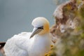 Northern Garnet sat on its nest at Bempton Cliffs North Yorkshire,UK