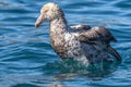 Northern Giant Petrel bathing Royalty Free Stock Photo