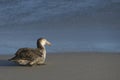 Northern Giant Petrel [Macronectes halli] in the Falkland Islands