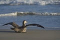 Northern Giant Petrel [Macronectes halli] in the Falkland Islands Royalty Free Stock Photo