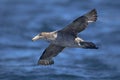 Northern Giant Petrel Royalty Free Stock Photo