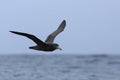 Northern Giant Petrel, Macronectes halli, in flight Royalty Free Stock Photo