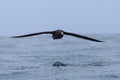 Northern Giant Petrel, Macronectes halli, flying Royalty Free Stock Photo