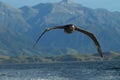Northern Giant Petrel (Macronectes halli) New Zealand Royalty Free Stock Photo