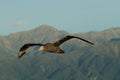 Northern Giant Petrel (Macronectes halli) New Zealand