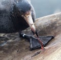 Northern Giant Petrel, Macronectes halli Royalty Free Stock Photo