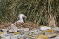 Northern Giant Petrel in the Falkland Islands Royalty Free Stock Photo