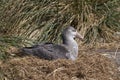 Northern Giant Petrel in the Falkland Islands Royalty Free Stock Photo