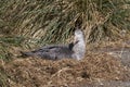 Northern Giant Petrel in the Falkland Islands Royalty Free Stock Photo