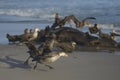 Northern Giant Petrel [Macronectes halli] in the Falkland Islands Royalty Free Stock Photo