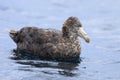 Northern Giant Petrel, Macronectes halli, on water Royalty Free Stock Photo