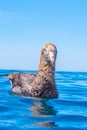 Northern giant petrel near Kaikoura, New Zealand