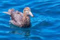 Northern giant petrel near Kaikoura, New Zealand