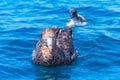 Northern giant petrel near Kaikoura, New Zealand