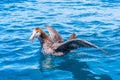 Northern giant petrel near Kaikoura, New Zealand