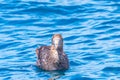 Northern giant petrel near Kaikoura, New Zealand