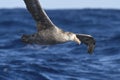 northern giant petrel soaring over the waters of the Atlantic Ocean on a sunny afternoon