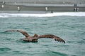 Northern giant petrel swimming on the surface