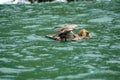 Northern giant petrel swimming on the surface