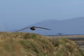 Northern Giant Petrel (Macronectes halli) Royalty Free Stock Photo