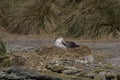 Northern Giant Petrel (Macronectes halli)