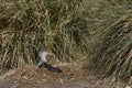 Northern Giant Petrel (Macronectes halli) Royalty Free Stock Photo