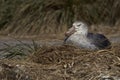 Northern Giant Petrel (Macronectes halli) Royalty Free Stock Photo