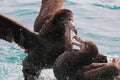 Northern giant petrels fighting, New Zealand