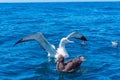 Northern giant petrels and Southern royal albatross near Kaikoura, New Zealand