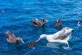 Northern giant petrels and Southern royal albatross near Kaikoura, New Zealand