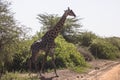 Northern giraffe