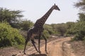 Northern giraffe