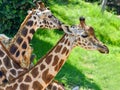 Northern Giraffe Giraffa Camelopardalis Royalty Free Stock Photo