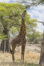 Northern giraffe